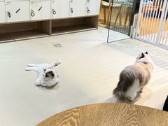 -藏猫猫咖啡主题馆(中央大道店)