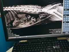 -康爱犬猫诊所·牙专科·骨外科·影像内科(丰宁店)