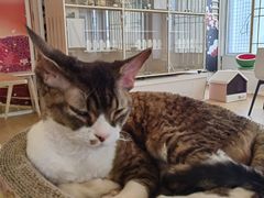-Let's go狗咖·猫咖·奶狗·桌游(春熙路IFS店)