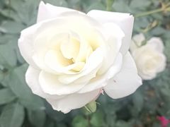 -人民公园(罗湖区)