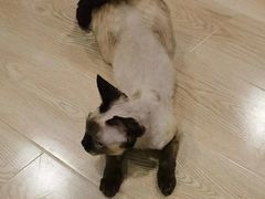 -十年猫舍·猫咪专门店(普陀店)