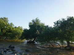 -宝安西湾红树林湿地公园