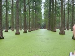 -渌洋湖湿地公园