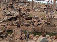 猴子开会-石家庄市动物园