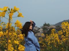 -桑洲油菜花景区