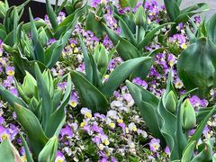 -丹东路渡口(轮渡站)