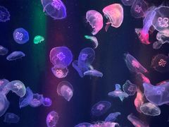 -海合安成都极地海洋公园