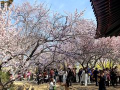 -桃花堤公园