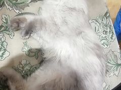 -万小咖.猫咖(中山路天虹店)