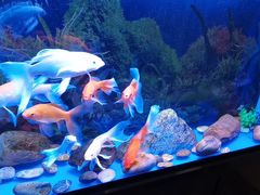 -宜昌富力皇冠假日酒店·咖啡1号西餐厅