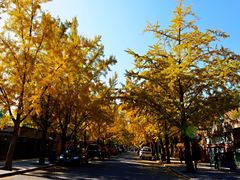 -三里屯东五街银杏大道