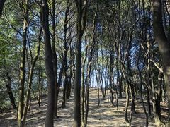 -火炉山森林公园