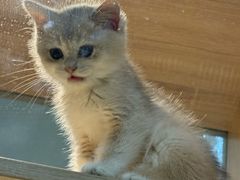 -BABIT巴比特宠物(MOMOPARK店)