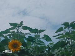 -紫颐香薰山谷景区