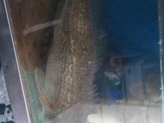 -宾朋海鲜特色美食餐厅·纯手工鲅鱼水饺(兴海路店)