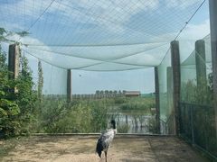 -盐城丹顶鹤湿地生态旅游区