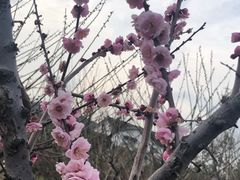 -香雪海