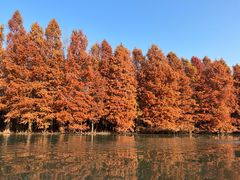 -上海海湾国家森林公园