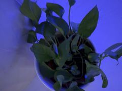 -漫·汤泉