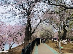 -桃花堤公园