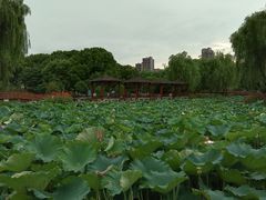 -荷花公园