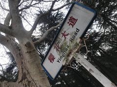 -武汉大学-樱园