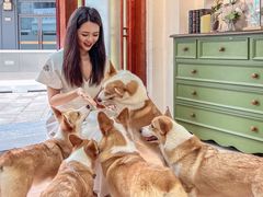 -柯斗斗主题餐厅·狗咖·围炉煮茶·茶饮(国瑞升平里店)