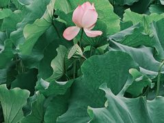 -红日饭店(裕隆三路店)