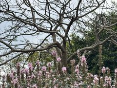 -深圳湾公园(南山区)