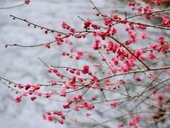 -杭州植物园