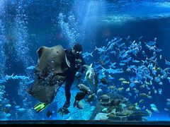 -锦艺城海洋馆