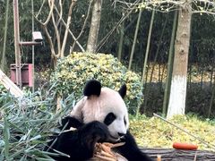 -都江堰中华大熊猫苑