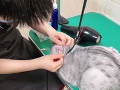 -美联众合爱康动物医院•复杂内科•肿瘤科•牙科•腔镜诊疗中心