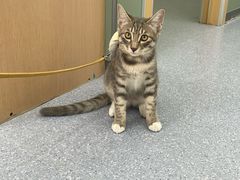 -爱佳宠物中心医院24H·CT·骨外科·猫专科(瑶海万达店)