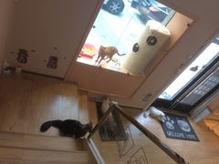 -Pets First伊珊娜洗护·精致美容·家庭式寄养(新会路店)