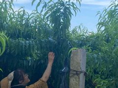 -老袁家蜜桃农场·阳山水蜜桃