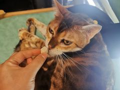 -猫色咖啡·猫咖