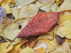 -北海道厅旧本厅舍(旧本庁舎)