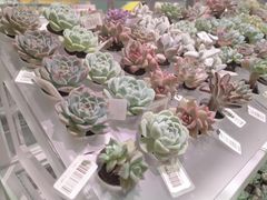 -KKV(深圳宏发大仟里店)