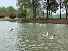 -西安浐灞国家湿地公园
