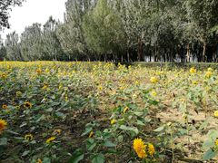 -长白岛森林公园