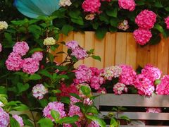 -上海滨江森林公园