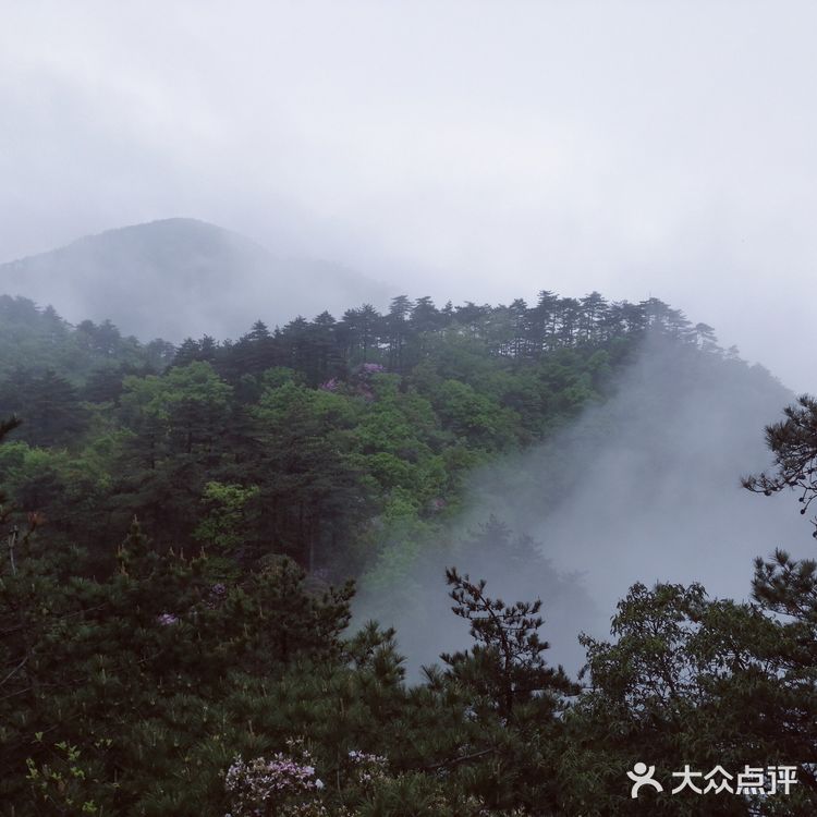 人间四月芳菲尽 花台杜鹃始盛开