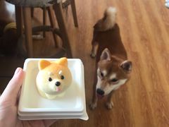 -柴犬高等学院·狗咖·柴犬售卖·宠物训练