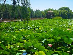 -白渔泡湿地公园