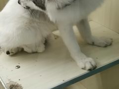 -藦茜花园宠物主题亲子互动体验馆(国顺东路店)