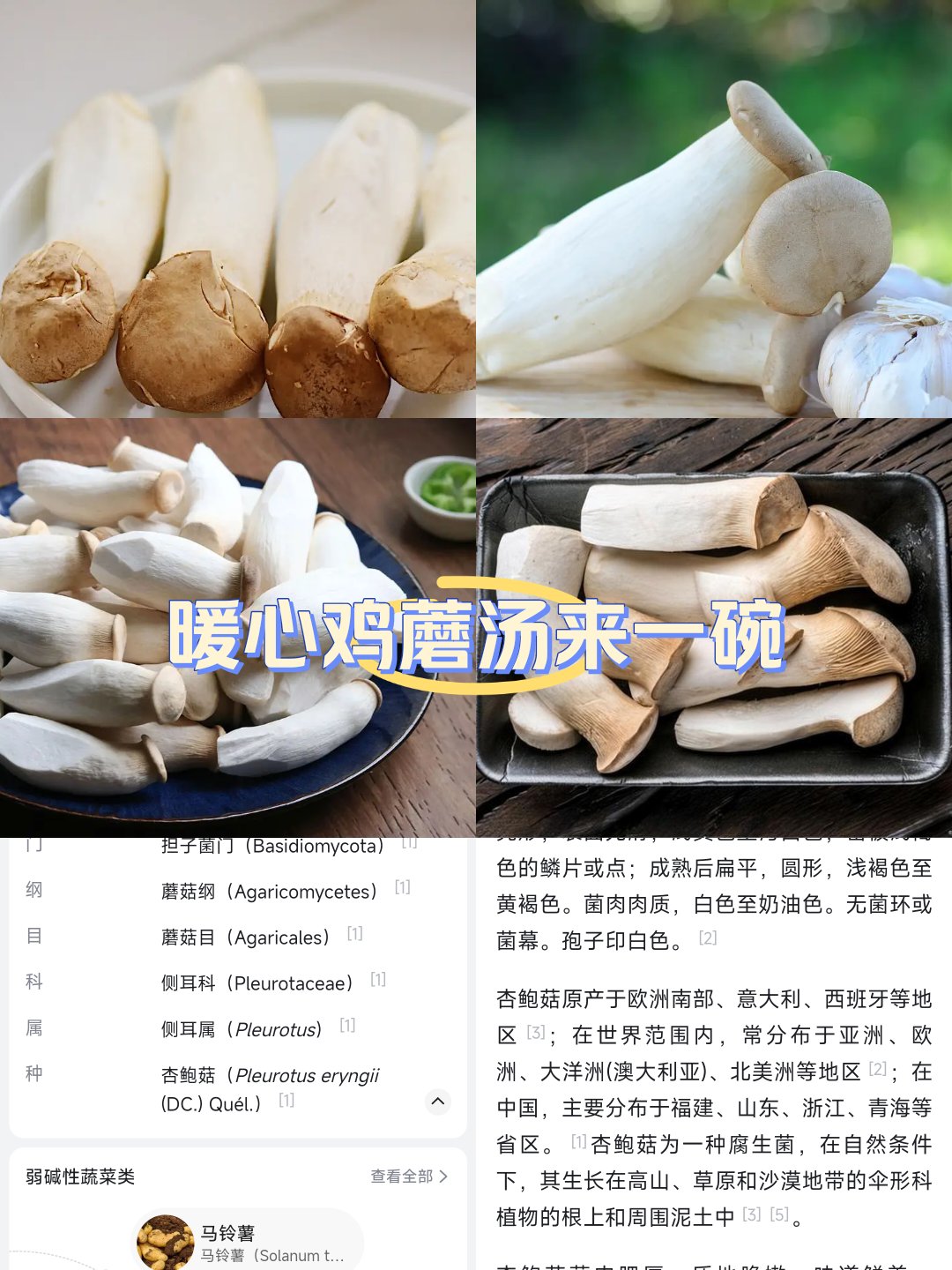 杏鲍菇的功效与作用图片