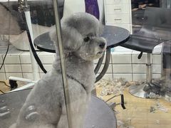 -宠物世家(仲盛世界商城店)