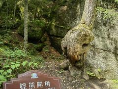 -汤旺河林海奇石景区