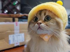 -瑞派动物医院·猫专科·至诚(江南中分院)